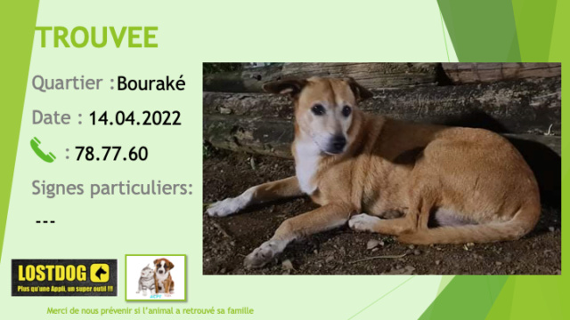 TROUVEE chienne fauve oreilles tombantes chaussettes tache poitrail blancs nez blanchi tatouée BV0284 à Bouraké le 14.04.2022 Trou2063