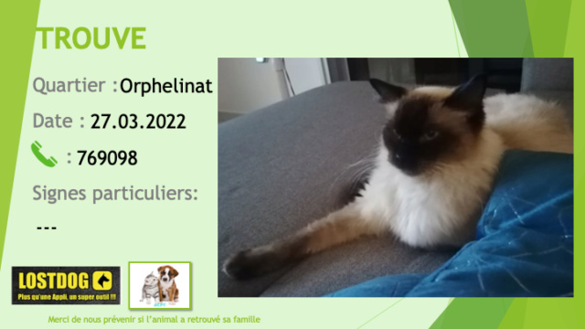 TROUVE type chat siamois ragdoll à l'Orphelinat le 27.03.2022 Trou2067