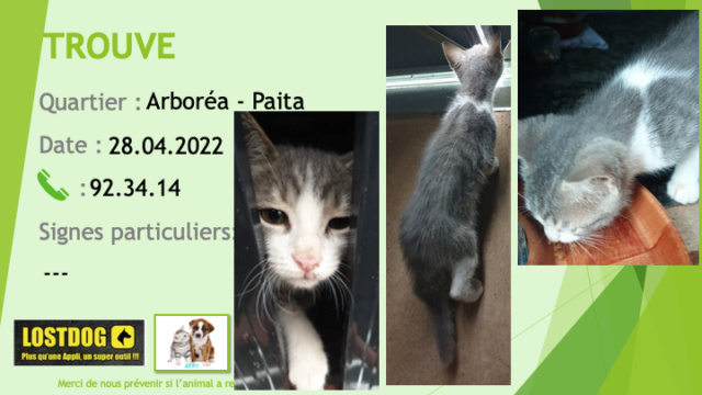 Trouvé - TROUVE chaton gris et blanc à Arboréa Paita le 28.04.2022 Trou2079