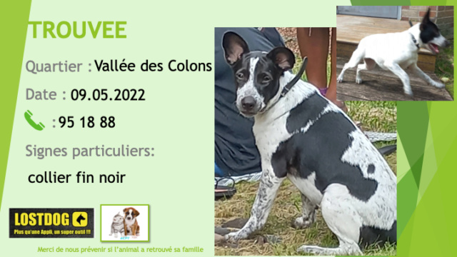 blanche - TROUVEE jeune chienne collier fin noir blanche avec taches noires sur la tête et côté gauche oreilles droites à la Vallée des Colons le 09.05.2022 Trou2096