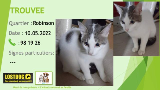 robinson - TROUVEE chatte blanche avec quelques taches grises tigrées à Robinson le 10.05.2022 Trou2099