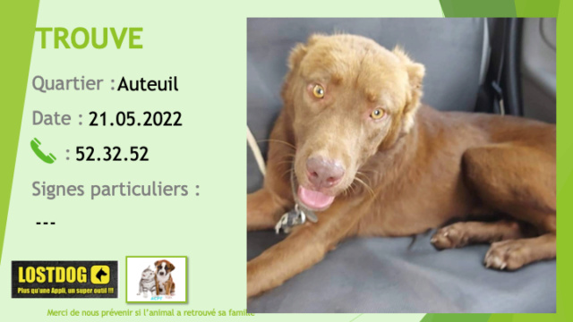 TROUVE type labrador golden retriever chocolat yeux clairs à Auteuil le 21.05.2022 Trou2115
