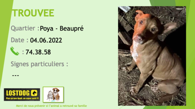 TROUVEE type pitbull fauve (beige) tache blancje poitrail à Poya Beaupré le 04.05.2022 Trou2141