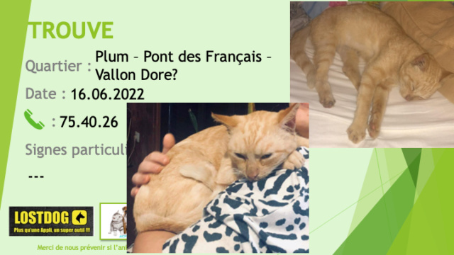 Trouvé - TROUVE chat légèrement tigré sable à Plum? Vallon Dore? Pont des Français? le 16.06.2022 Trou2147