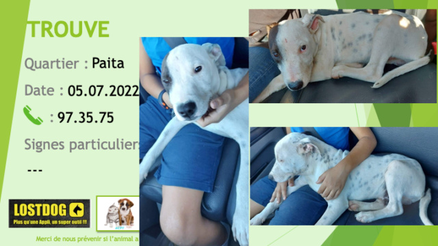 Trouvé - TROUVE chiot environ 5 mois croisé pitbull blanc moucheté tache noire autour de l'oeil droit à Paita le 05.07.2022  Trou2167