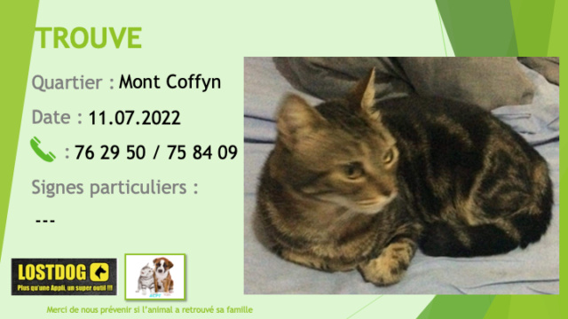 Trouvé - TROUVE chat tigré noir et beige stérilisé au Mont Coffyn le 11.07.2022 Trou2179