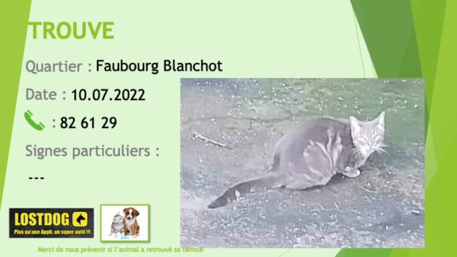 TROUVE chatlégèrement tigré gris au Faubourg Blanchot le 10.07.2022 Trou2181