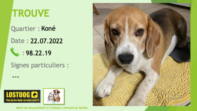 TROUVE beagle (nez un peu grisonnant?) à Koné le 22.07.2022 Trou2198