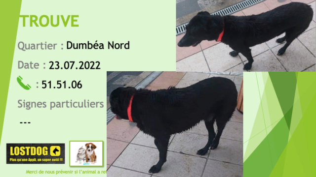 chien - TROUVE chien noir type labrador collier orange fluo à Dumbéa Nord le 23.07.2022 Trou2204