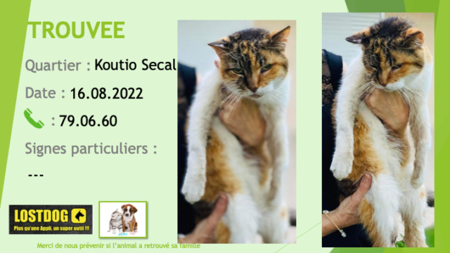 Trouvé - TROUVE chatte 3 couleurs  (isabelle) à Koutio Secal le 16.08.2022 Trou2253