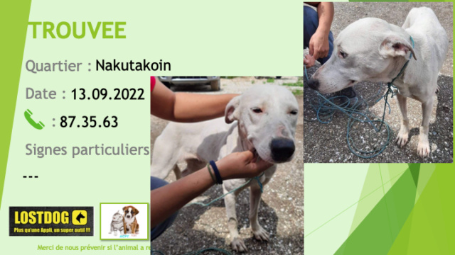 levrier - TROUVEE chienne blanche yeux marron type lévrier? à Nakutakoin le 13.09.2022 Trou2283