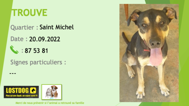 TROUVE type beauceron noir et feu collier rouge à Saint Michel Mont Dore le 20.09.2022 Trou2301