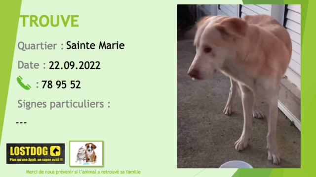 Trouvé - TROUVE type labrador sable et crème sur le dessous à Sainte Marie le 22.09.2022 Trou2307