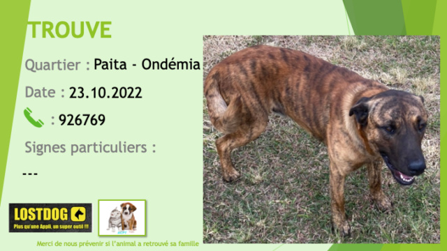 Trouvé - TROUVE chien bringé masque noir collier rouge à Ondémia Paita le 23.10.2022 Trou2339