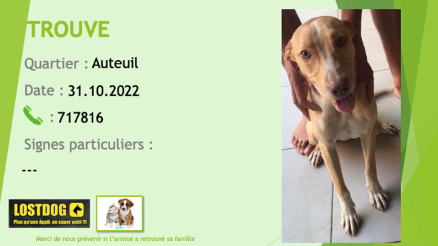 TROUVEE jeune chienne beige clair et blanche oreilles tombantes à Auteuil le 31.10.2022 Trou2346