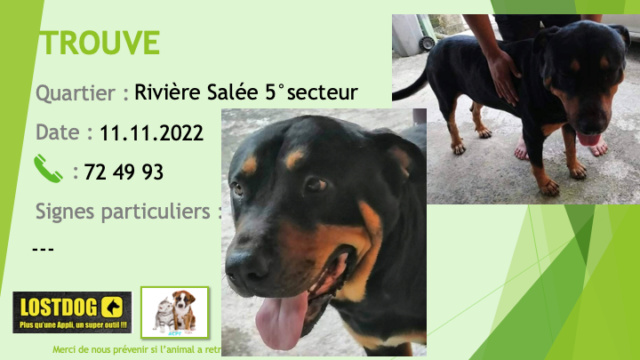 beauceron - TROUVE type beauceron noir et feu à Rivière Salée 5° secteur le 11.11.2022 Trou2381