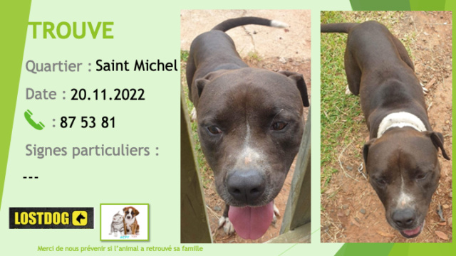 Trouvé - TROUVE pitbull noir chaussettes bout de queue tour de cou poitrail blancs collier chaine à Saint Michel Mont Dore le 20.11.2022 Trou2391