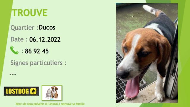 TROUVE beagle à Ducos le 06.12.2022 Trou2423