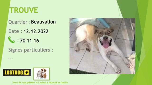 TROUVEE jeune chienne beige et blanc yeux clairs oreilles tombantes à Beauvallon Paita le 12.12.2022 Trou2432