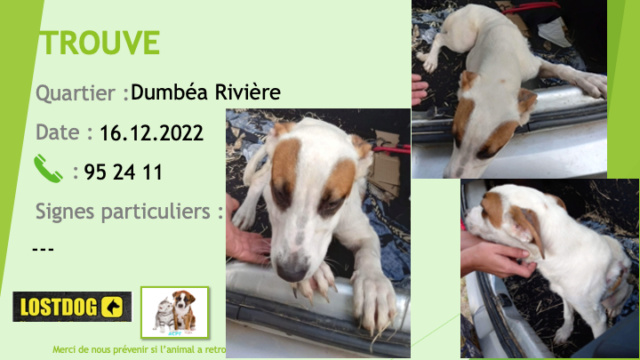 TROUVE jeune chien blanc avec quelques taches fauves (dont 1 sur chaque oeil) à Dumbéa Rivière le 16.12.2022 Trou2437