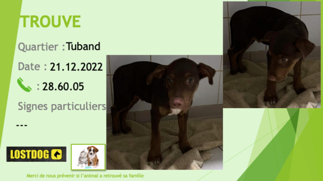 TROUVE chiot marron foncé (noir) tache blanche poitrail oreilles semi tombantes à Tuband le 21.12.2022 Trou2451