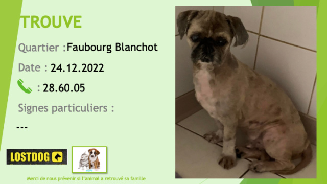 Trouvé - TROUVE carlin âgé aveugle au Faubourg Blanchot le 24.12.2022 Trou2456