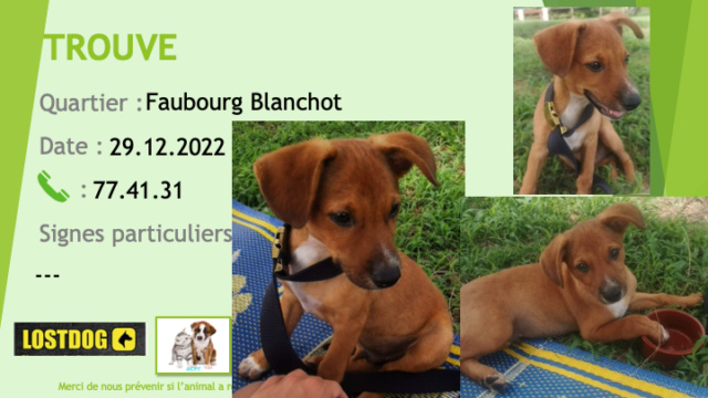 TROUVE chiot marron clair oreilles tombantes au Faubourg Blanchot le 29.12.2022 Trou2484