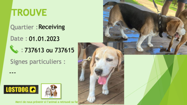 Trouvé - TROUVE beagle opéré pattes droites au cansite Receiving Nouméa le 01.01.2023 Trou2492