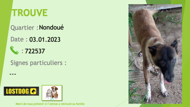 Trouvé - TROUVE type berger belge malinois beige (marron clair) chaussettes, tache poitrail sur le cou blanc tête marron foncé (noire) à Dumbéa Nondoué le 03.01.2023 Trou2508