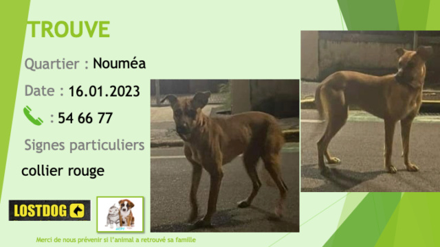 Trouvé - TROUVE jeune chien fauve collier rouge à Nouméa le 16.01.2023 Trou2545