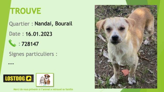 TROUVE chien de petite taille couleur sable et marron clair (fauve) chaussettes blanches oreilles tombantes à Nandai, Bourail le 16.01.2023 Trou2546