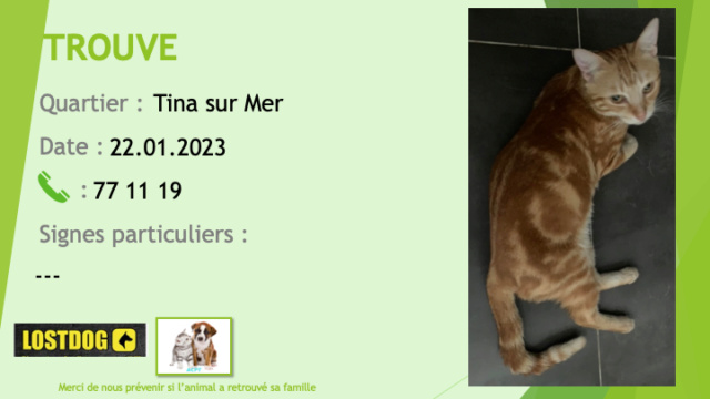 TROUVE chat tigré roux à Tina sur Mer le 22.01.2023 Trou2556