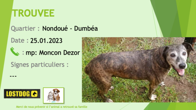 TROUVEE chienne bringée tête blanchie (âgée) oreilles tombantes à Dumbéa Nondoué le 25.01.2023 Trou2566