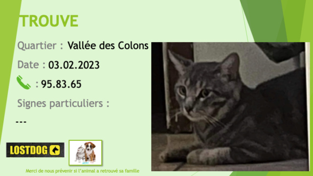 TROUVE chat tigré beige et noir à la Vallée des Colons le 03.02.2023 Trou2585