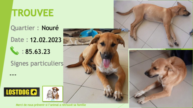 TROUVEE chiot environ 3 mois fauve bout du nez noir oreilles semi tombantes à Nouré Dumbéa le 12.02.2023 Trou2598