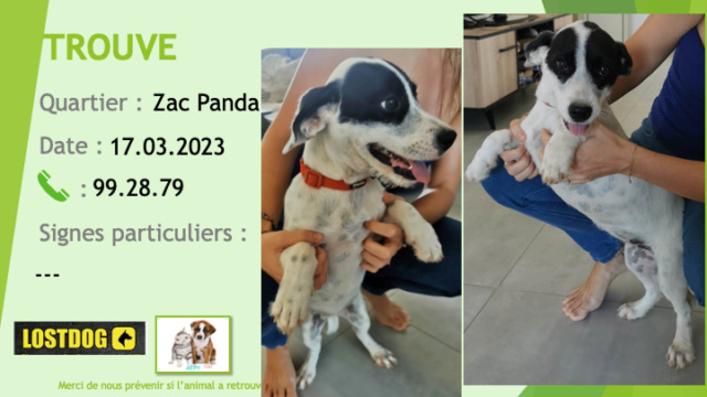 TROUVE jeune chien blanc légèrement moucheté taches noires autour des yeux et oreilles noires à Zac Panda Dumbéa le 17.03.2023 Trou2642
