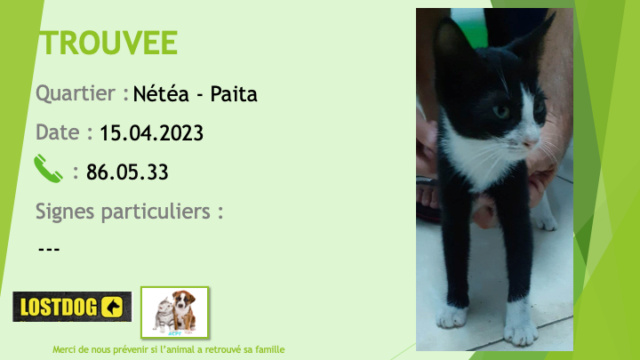 chatte - TROUVEE chatte noire chaussettes poitrail nez liste blancs à Nétéa Paita le 15.04.2023 Trou2680