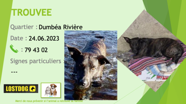TROUVEE chienne bringée foncée chaussettes blanches mouchetées oreilles quasi droites à Dumbéa Rivière le 24.06.2023 Trou2784