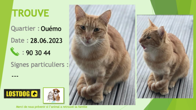 TROUVE chat tigré roux avec du blanc sous le menton et sous le cou à Magenta Ouémo le 28.06.2023  Trou2788