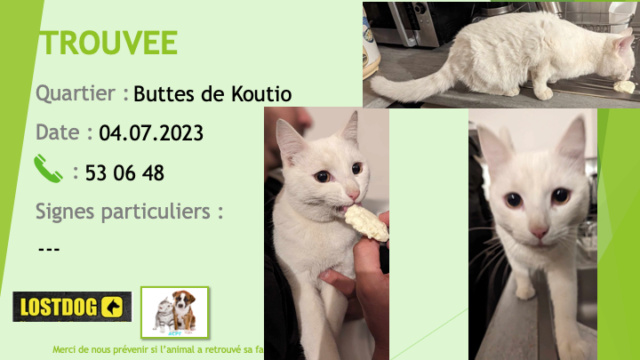 TROUVE jeune chat blanc aux Buttes de Koutio le 04.07.2023 Trou2797