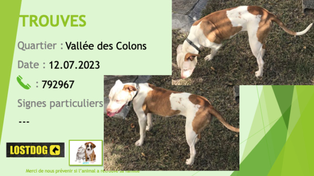 blanche - TROUVEE pitbull blanche et marron oreilles non coupées collier noir à la Vallée des Colons le 12.07.2023 Trou2799