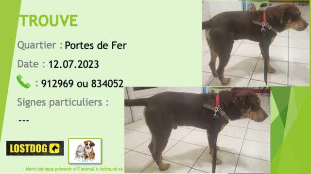 TROUVE type rottweiler noir et feu oreilles tombantes tatoué (illisible) aux Portes de Fer le 12.07.2023 Trou2807