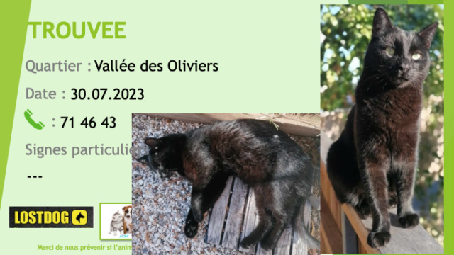 chatte - TROUVEE chatte noire avec toute petite tache blanche flanc gauche à la Vallée des Oliviers Nouméa le 30.07.2023 Trou2833