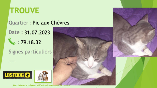 TROUVE chat légèrement tigré gris avec du blanc au Pic aux Chèvres Apogoti Dumbéa sur Mer le 31.07.2023 Trou2834