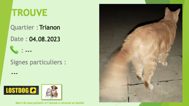 TROUVE chat tigré roux sable au Trianon Nouméa le 04.08.2023 Trou2846
