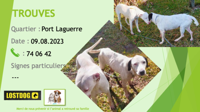 TROUVES 1 chien blanc et 1 chien blanc oreilles noires les 2 oreilles tombantes à Port Laguerre le 09.08.2023 Trou2856