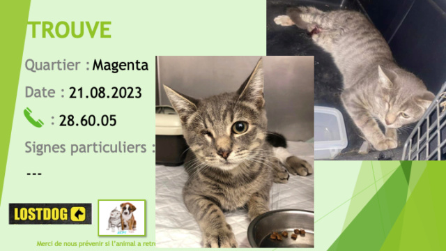 TROUVE chat tigré gris borgne oeil droit à Magenta le 21.08.2023 Trou2872