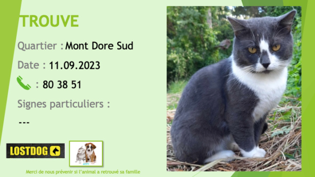 TROUVE chat gris foncé et blanc yeux dorés au Mont Dore Sud le 11.09.2023 Trou2916