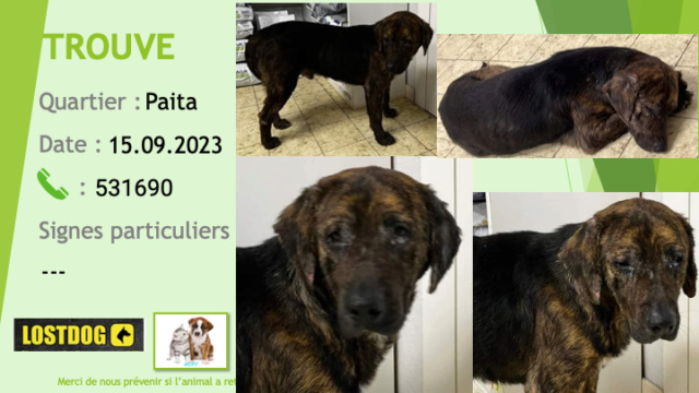 Trouvé - TROUVE chien bringé type labrador à Paita Village le 15.09.2023 Trou2923