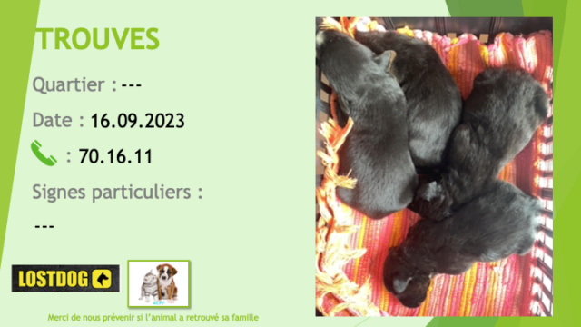 TROUVES 4 chiots noirs le 16.09.2023 Trou2925